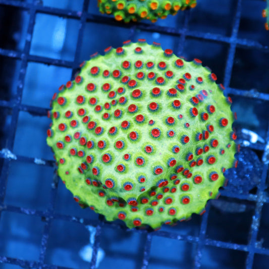 Cyphastrea Metallic