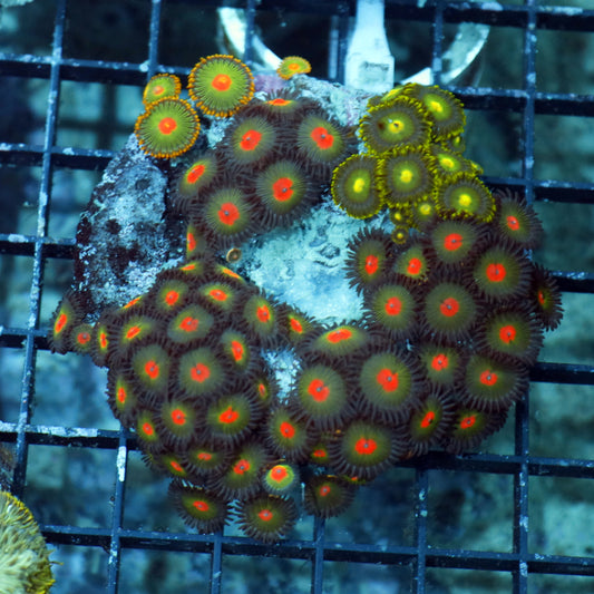 Zoanthid combo