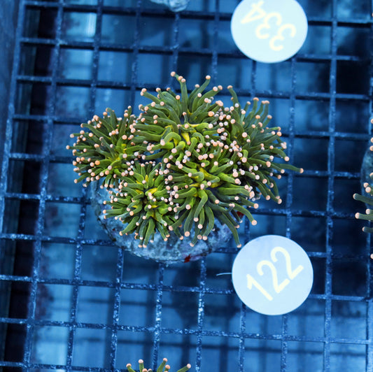 Torch metallic green pink tips B122