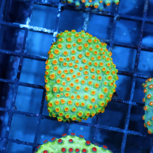 Cyphastrea Metallic