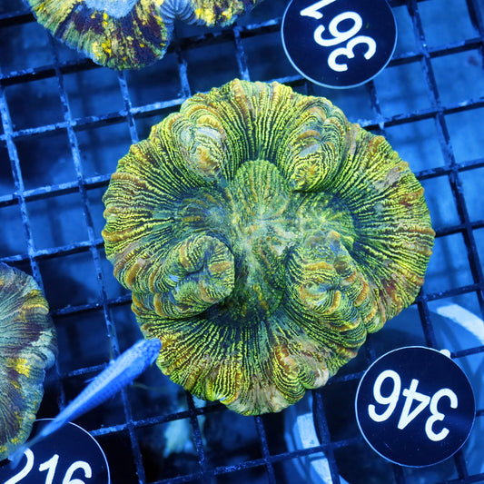 Trachyphyllia Brain green metallic BK346