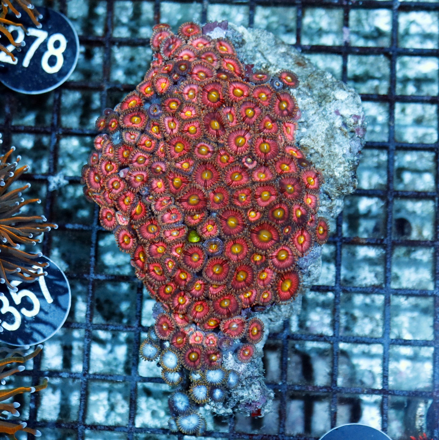 ZOANTHIDS PINK BK459