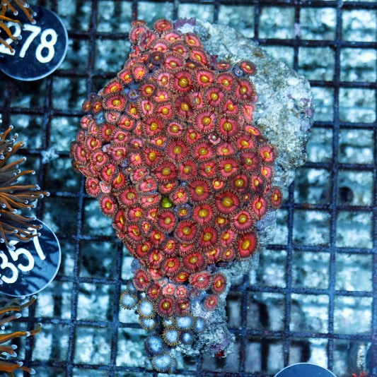 ZOANTHIDS PINK BK459