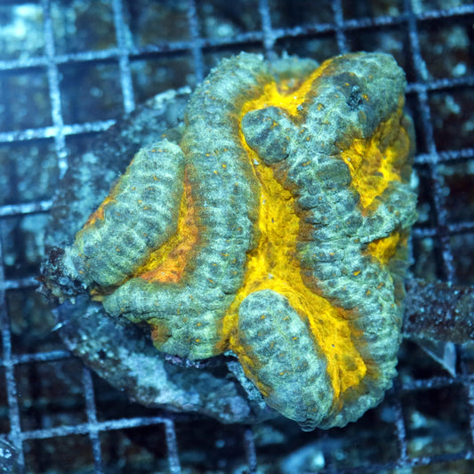 Lobophyllia yellow