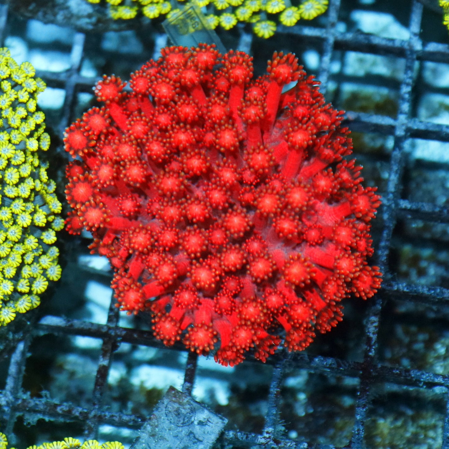 Goniopora metallic red