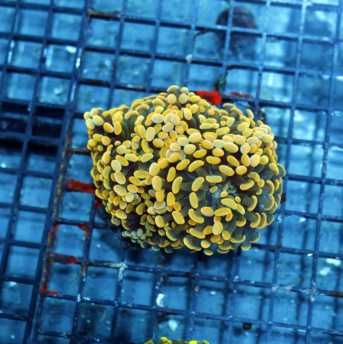 Hammer branching Gold BK257