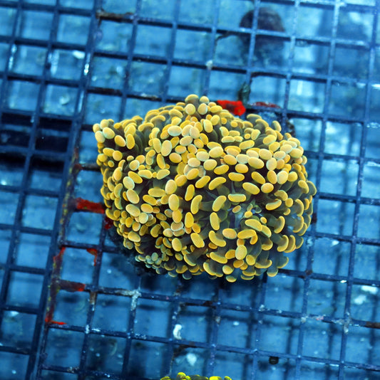 Hammer branching Gold BK257