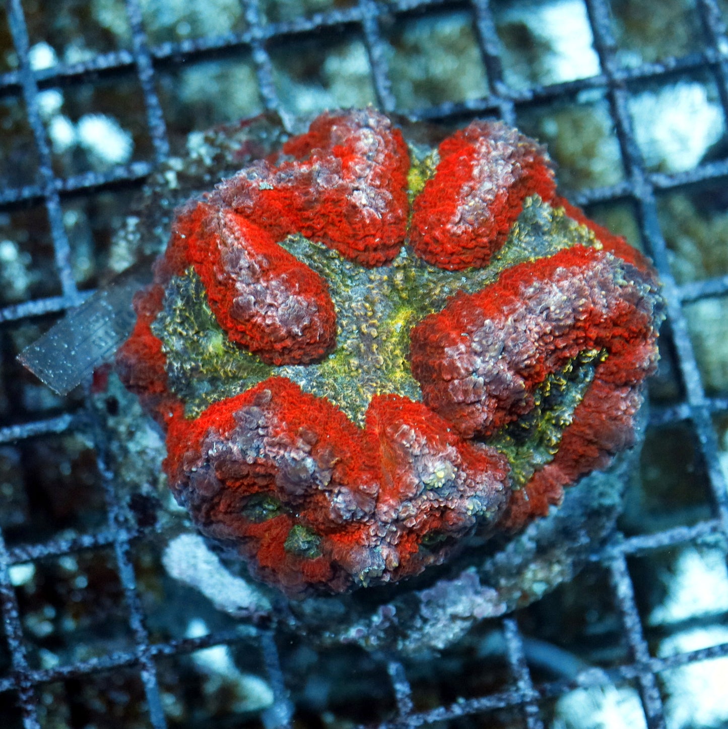 Lobophyllia Red green metallic