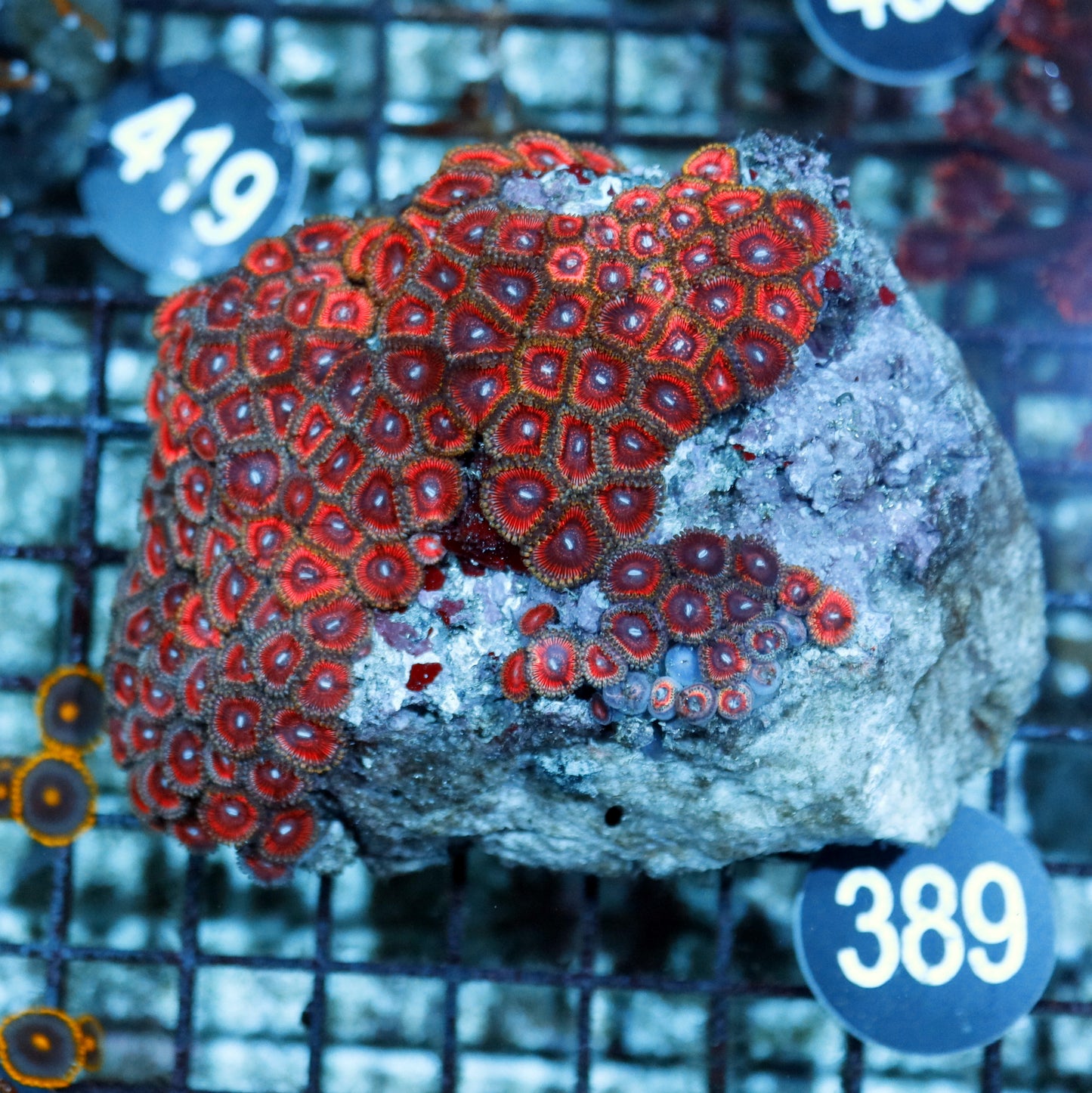 ZOANTHIDS PINK BK389