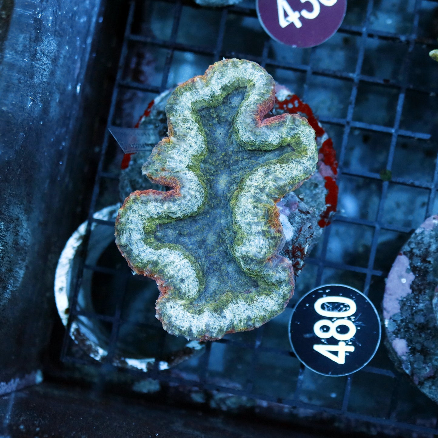 LOBOPHYLLIA RAINBOW BK480