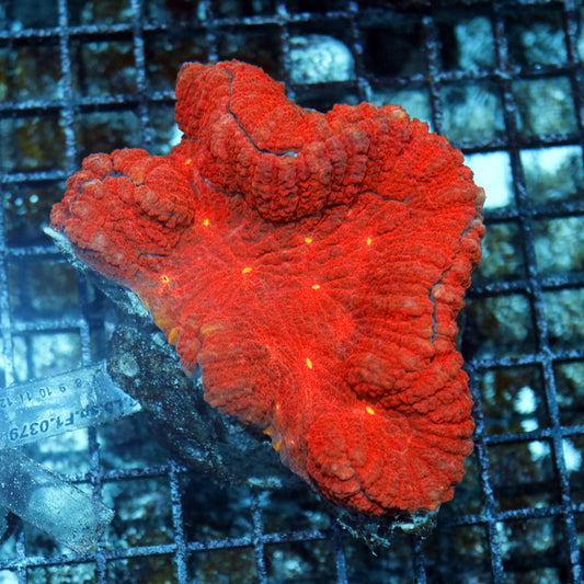 Lobophyllia red metallic