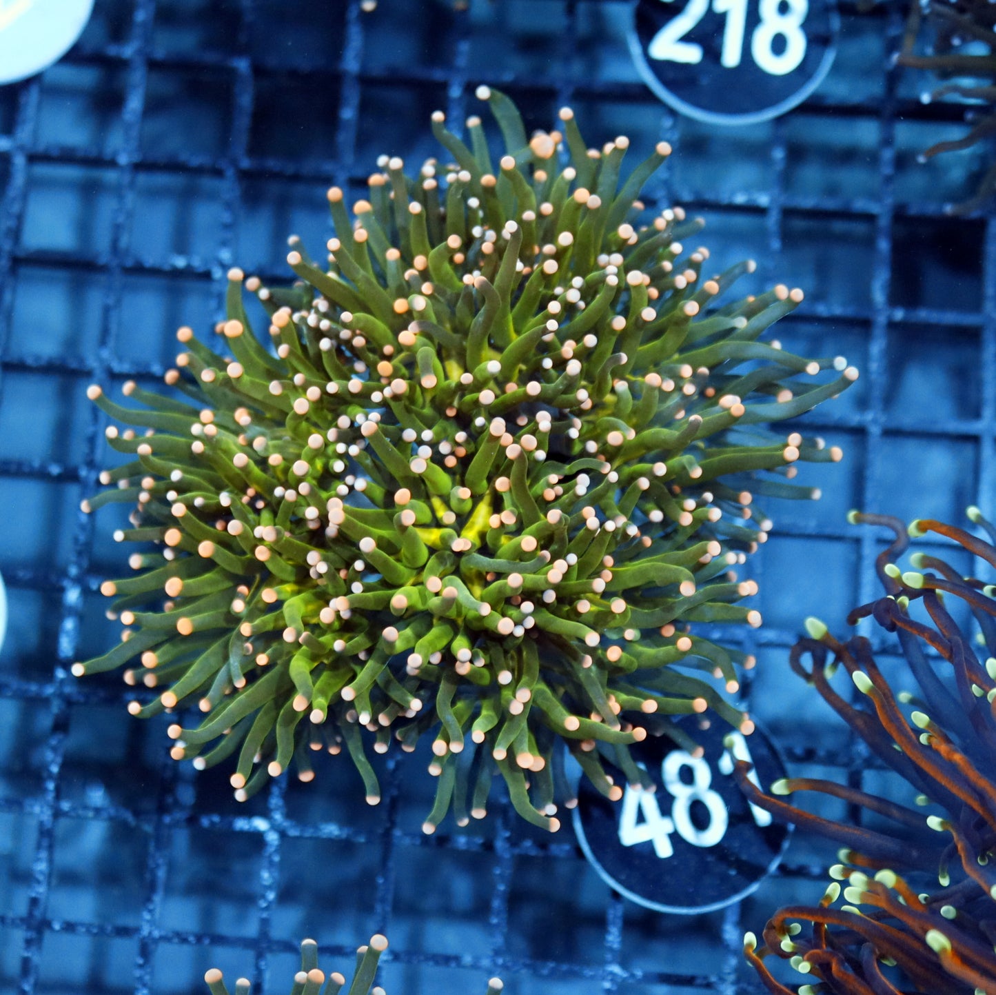 Torch Metallic green Pink tips BK481