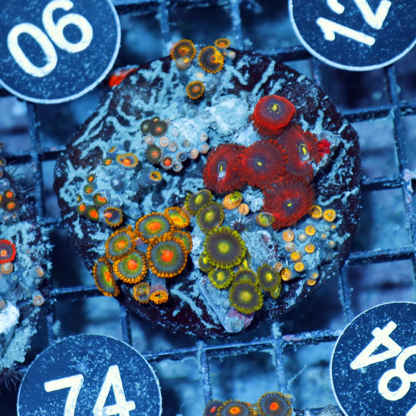 Zoanthid Combo Bk184