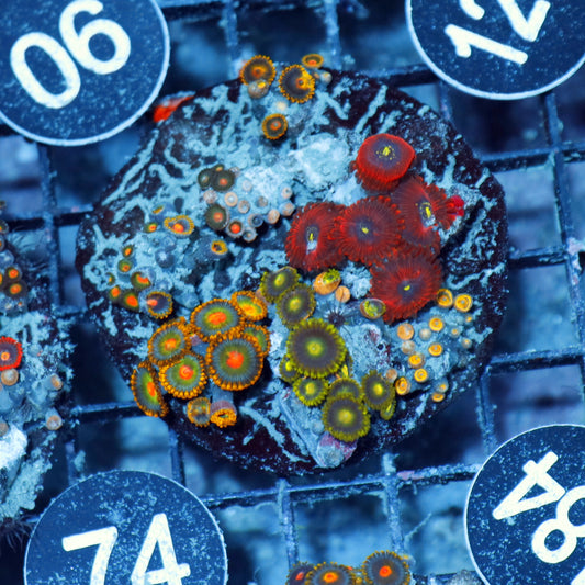 Zoanthid Combo Bk184