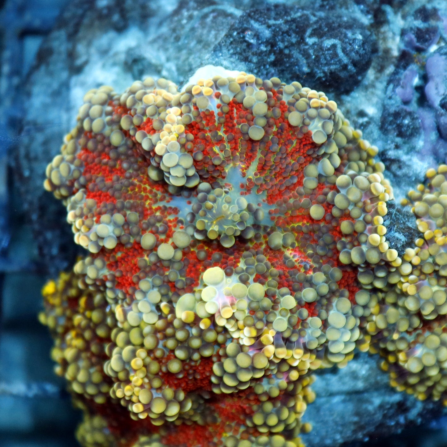 MUSHROOM RICORDEA RED METALLIC 4 LEAFS NOT WYSIWYG