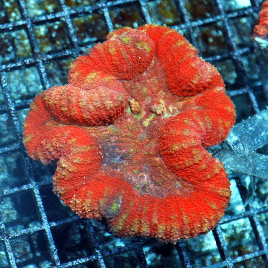 Lobophyllia red yellow metallic