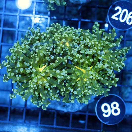 FROGSPAWN BRANCHING BK98