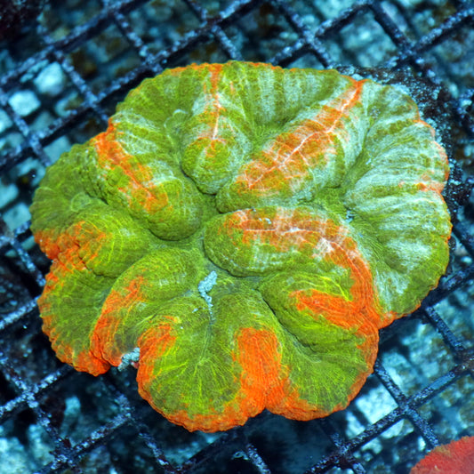 Lobophyllia Green and orange Metallic