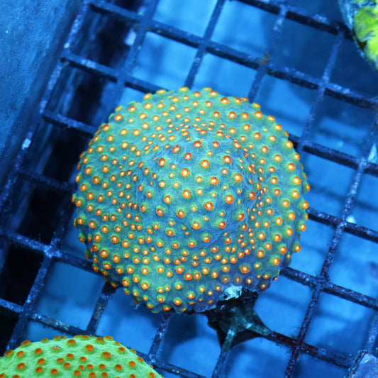 Cyphastrea Metallic