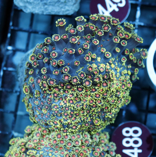 Goniopora red Eye R488