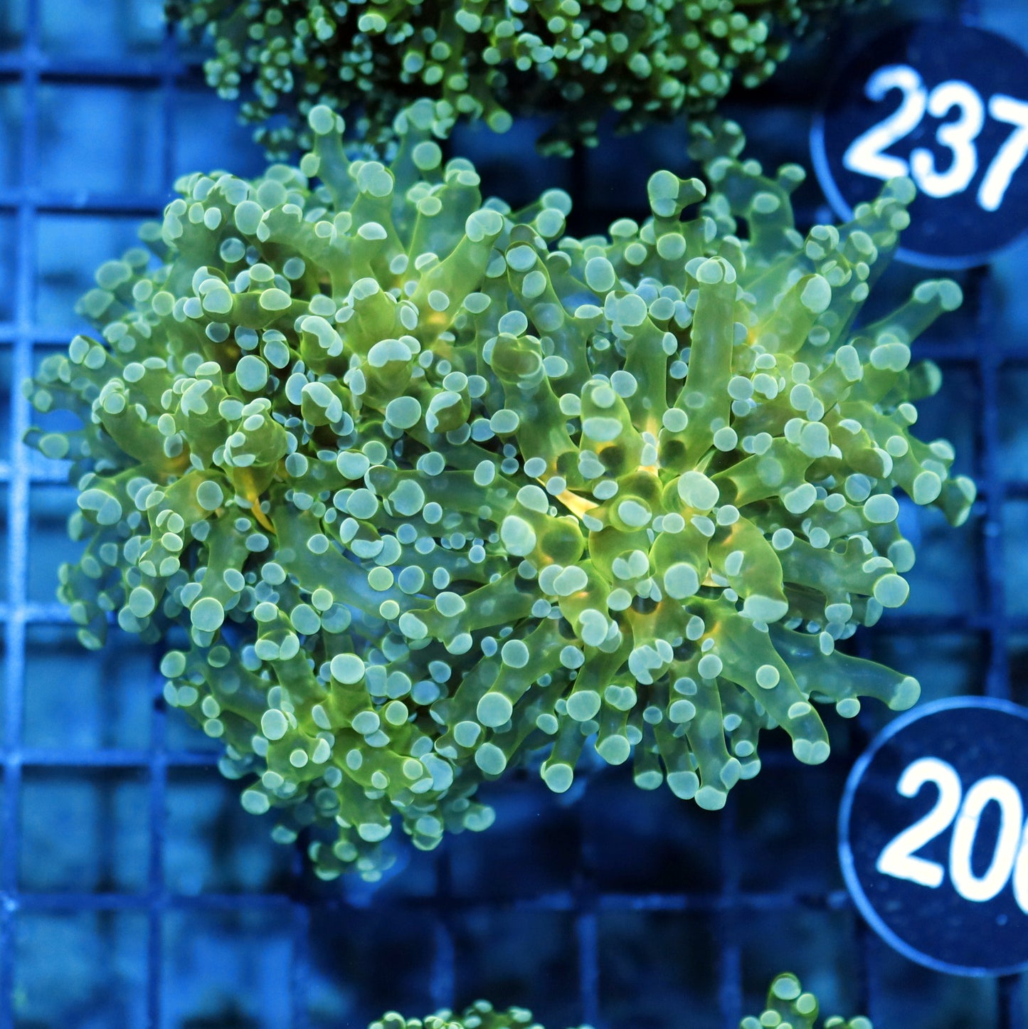 FROGSPAWN BRANCHING BK206
