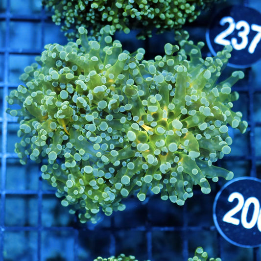 FROGSPAWN BRANCHING BK206