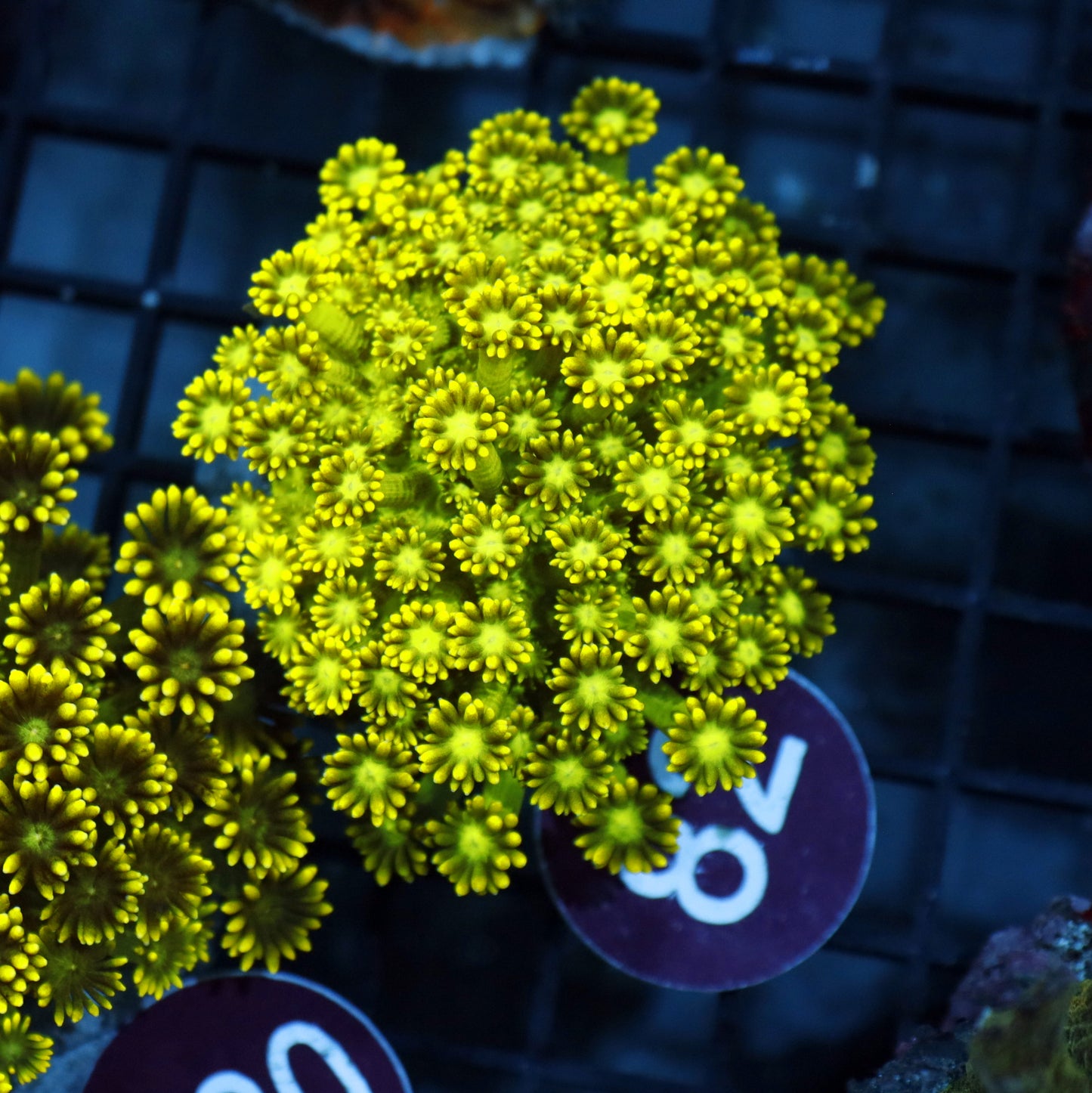 GONIOPORA METALLIC R82