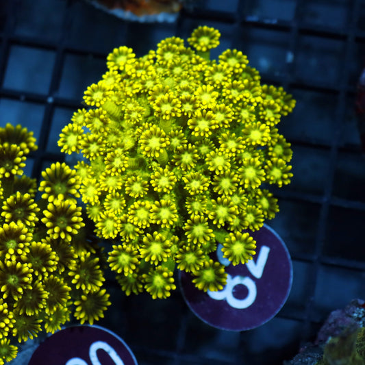 GONIOPORA METALLIC R82
