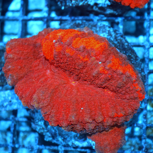 Lobophyllia red Metallic