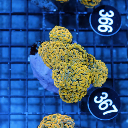 Hammer Branching gold BK367