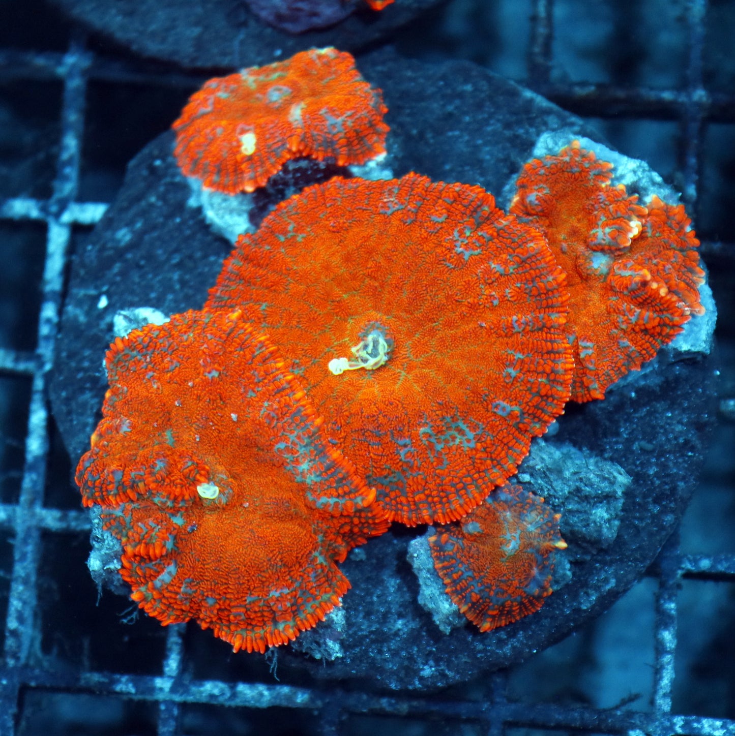 MUSHROOM RHODACTIS METALLIC ORANGE 5 LEAFS NOT WYSIWYG