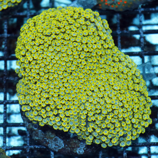 Alveopora green blue centers small polyp