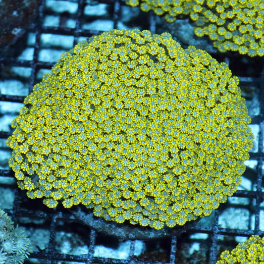 Alveopora green blue centers small polyp