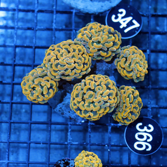 Hammer Branching gold BK366
