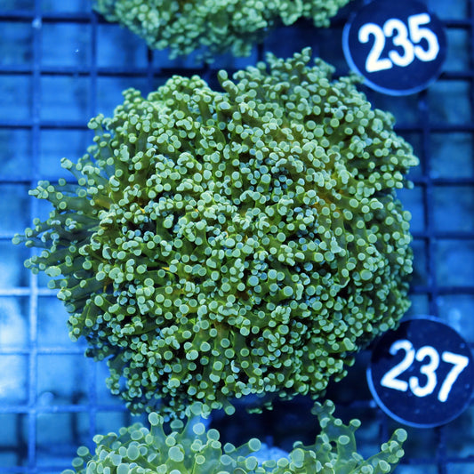 FROGSPAWN BRANCHING BK237