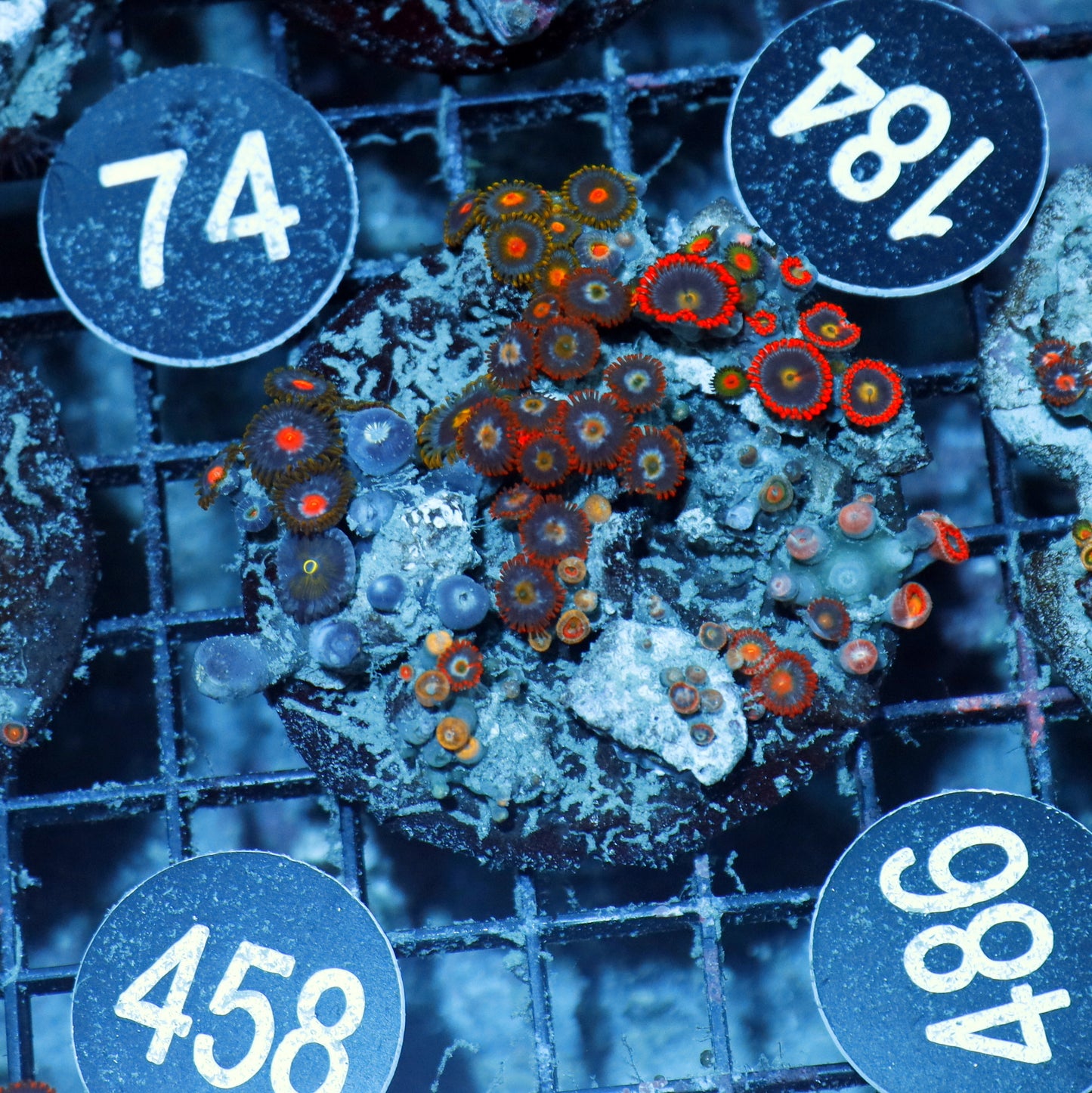 Zoanthid Combo Bk486