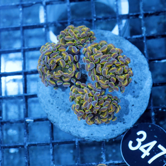 Hammer Branching Hologram BK347