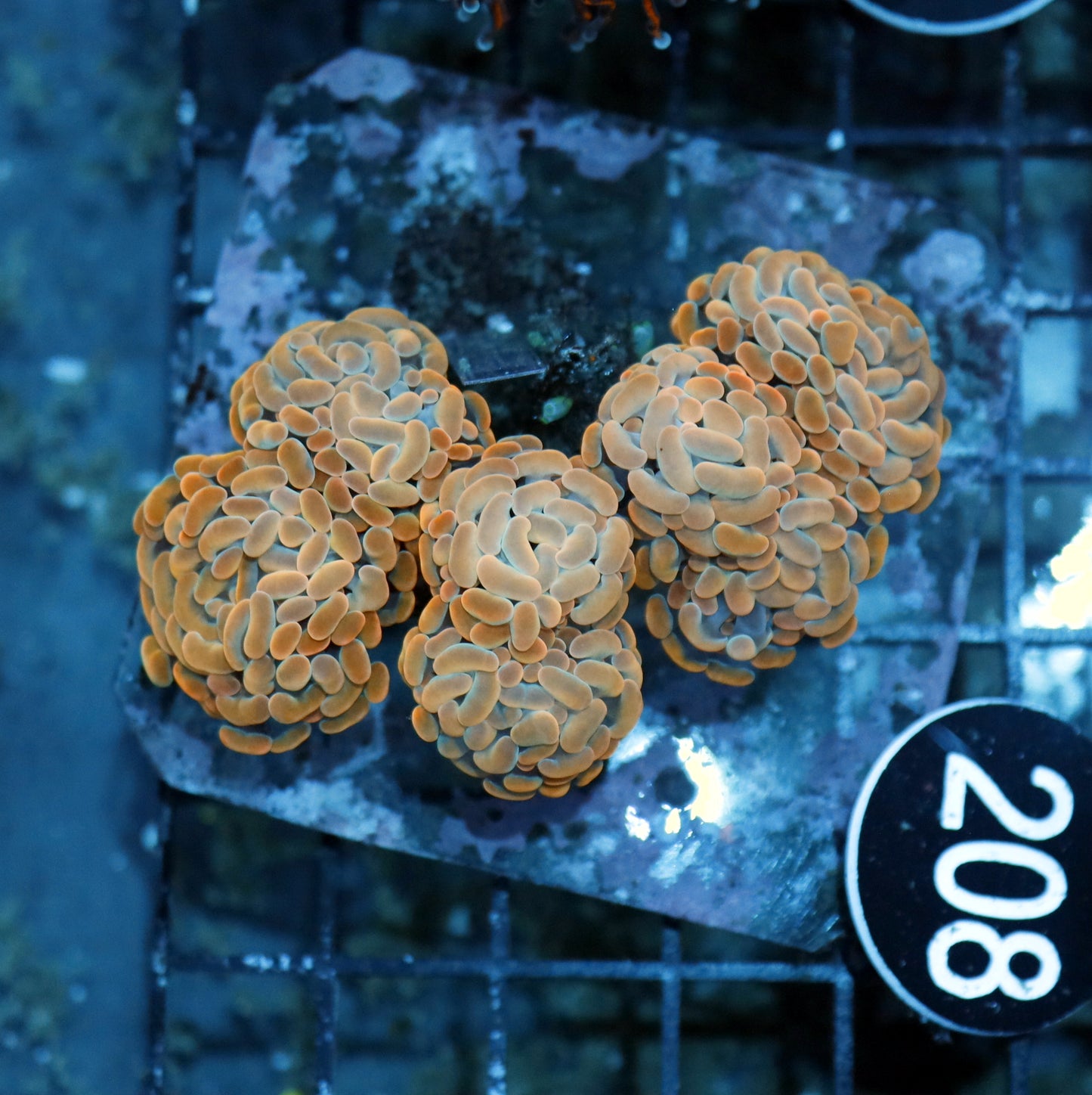 HAMMER BRANCHING ORANGE BK208