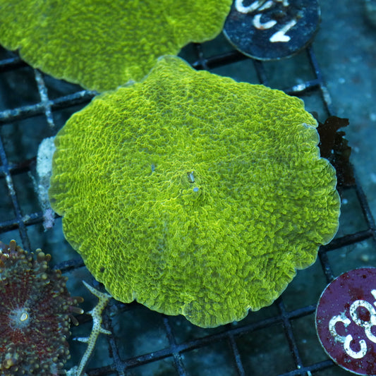 Mushroom Elephant ear Green metallic R483