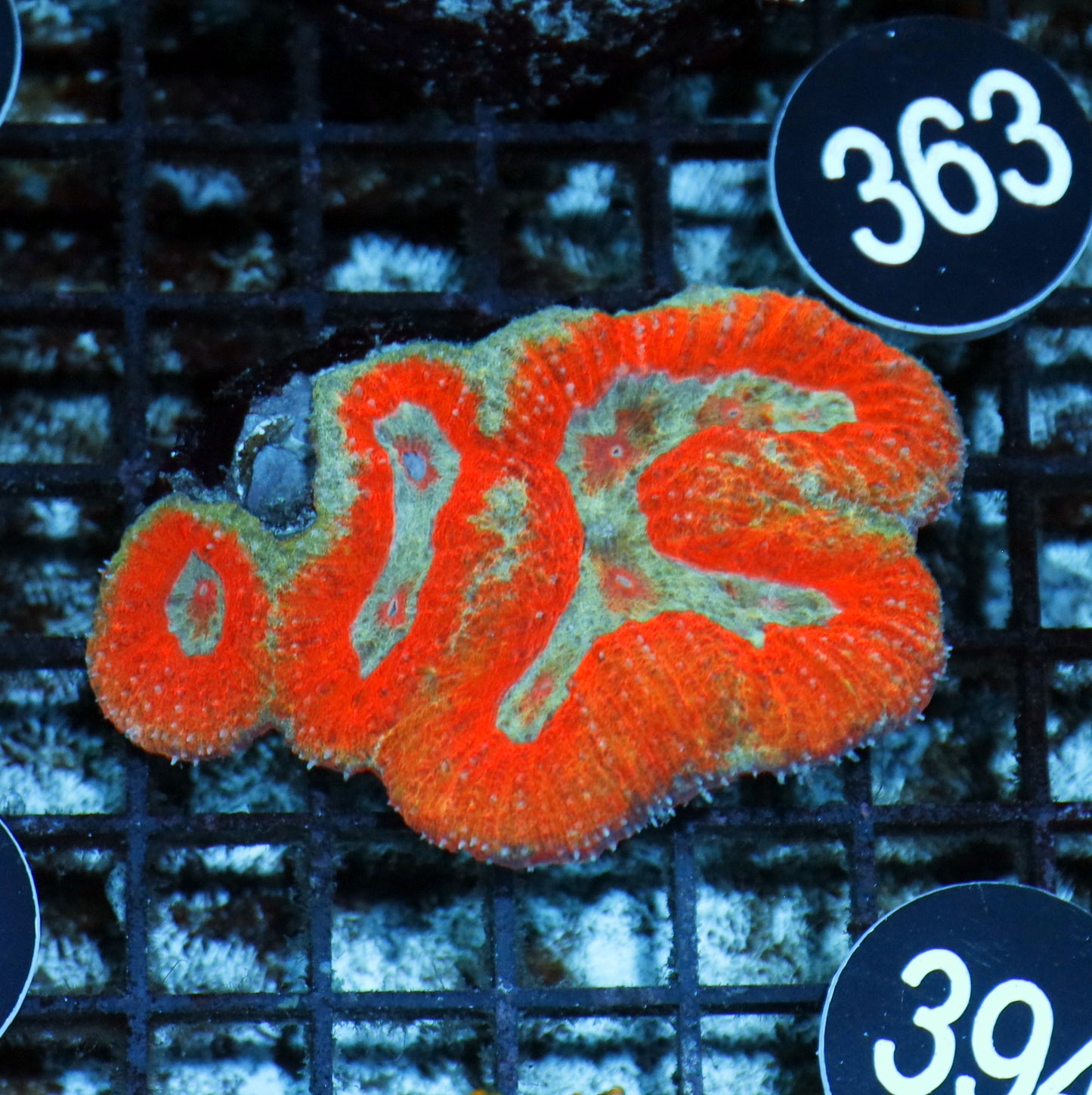 SYMPHYLLIA RED METALLIC BK394