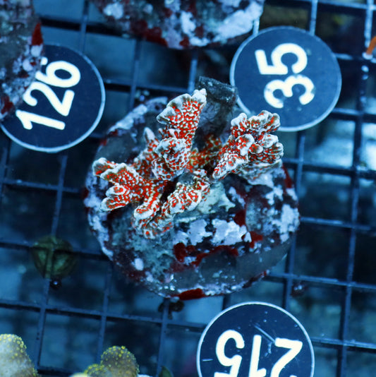 DIGITATA FOREST FIRE BK215