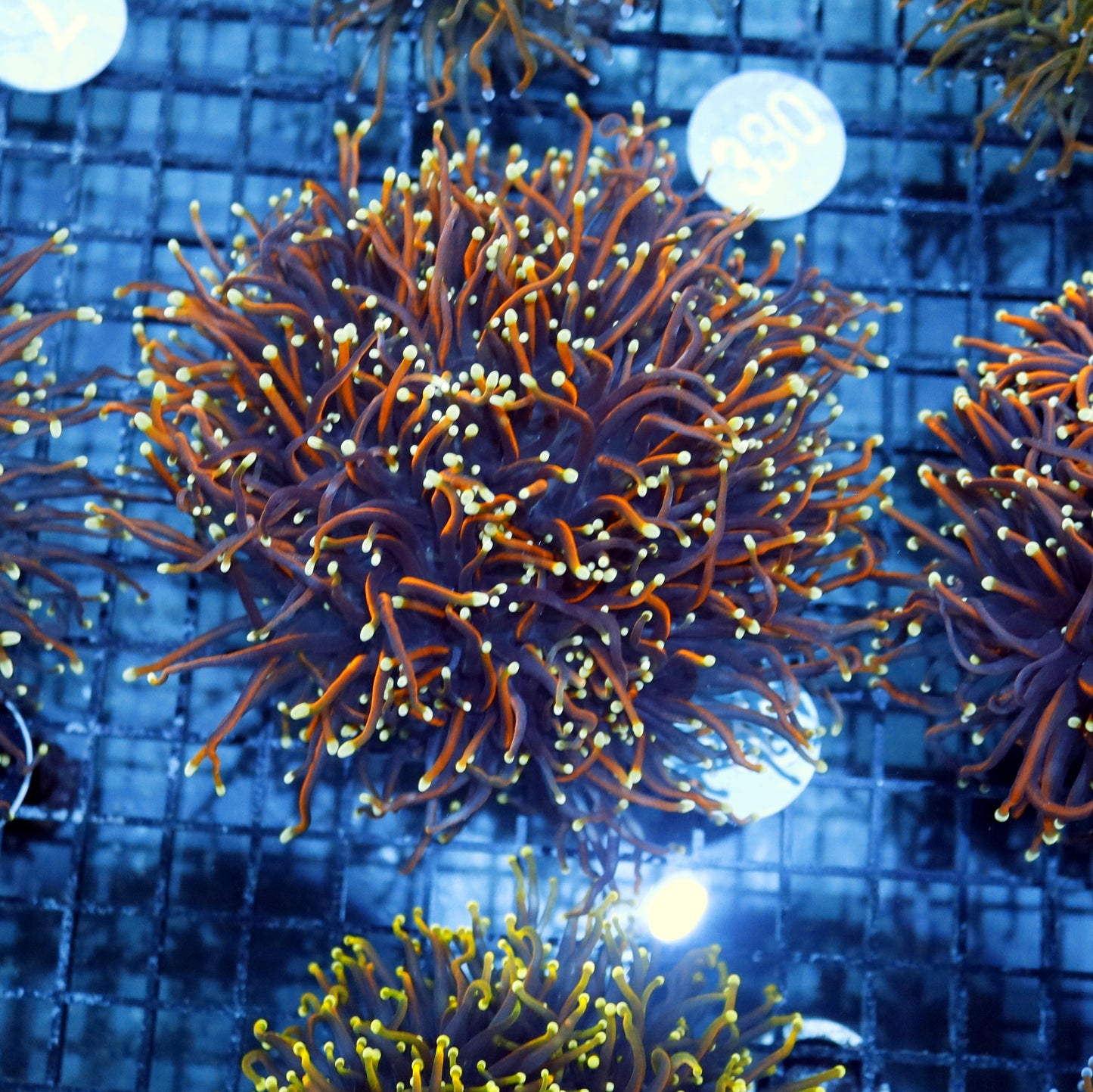 Torch ultra 24K B458