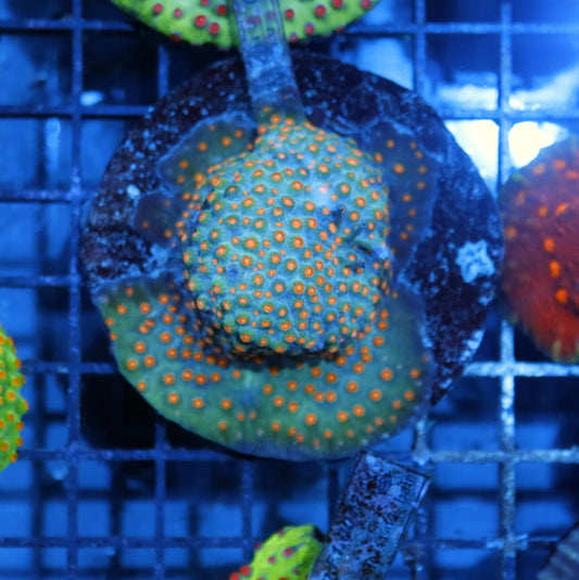 Cyphastrea Metallic