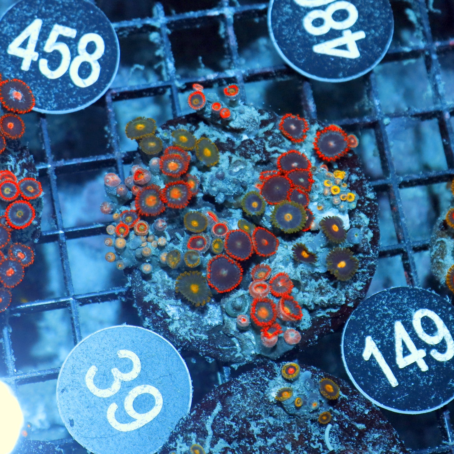 Zoanthid Combo Bk149