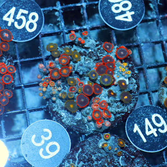 Zoanthid Combo Bk149