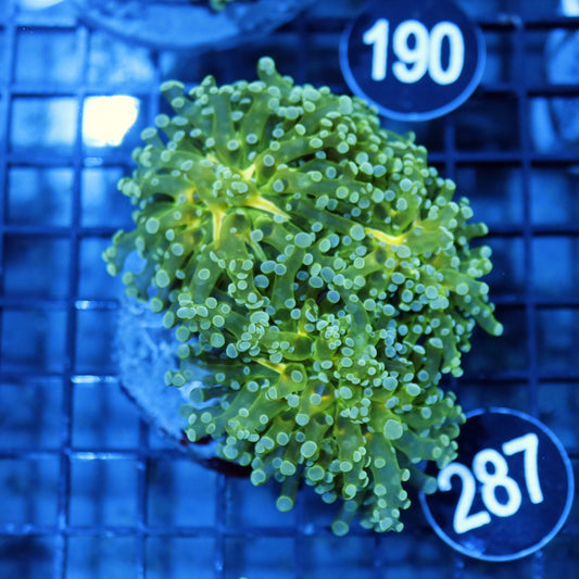 FROGSPAWN BRANCHING BK287