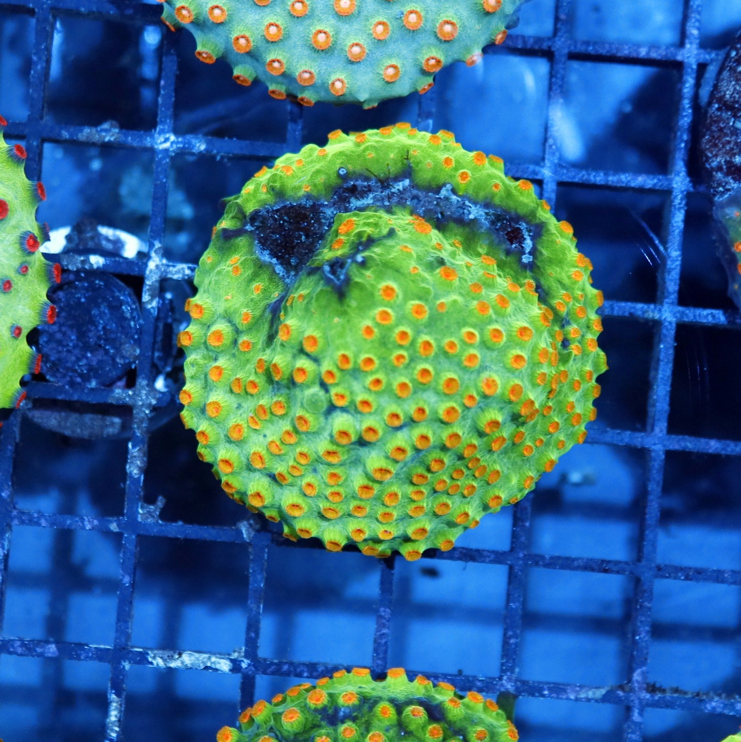 Cyphastrea Metallic