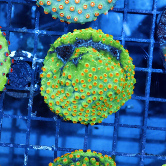 Cyphastrea Metallic