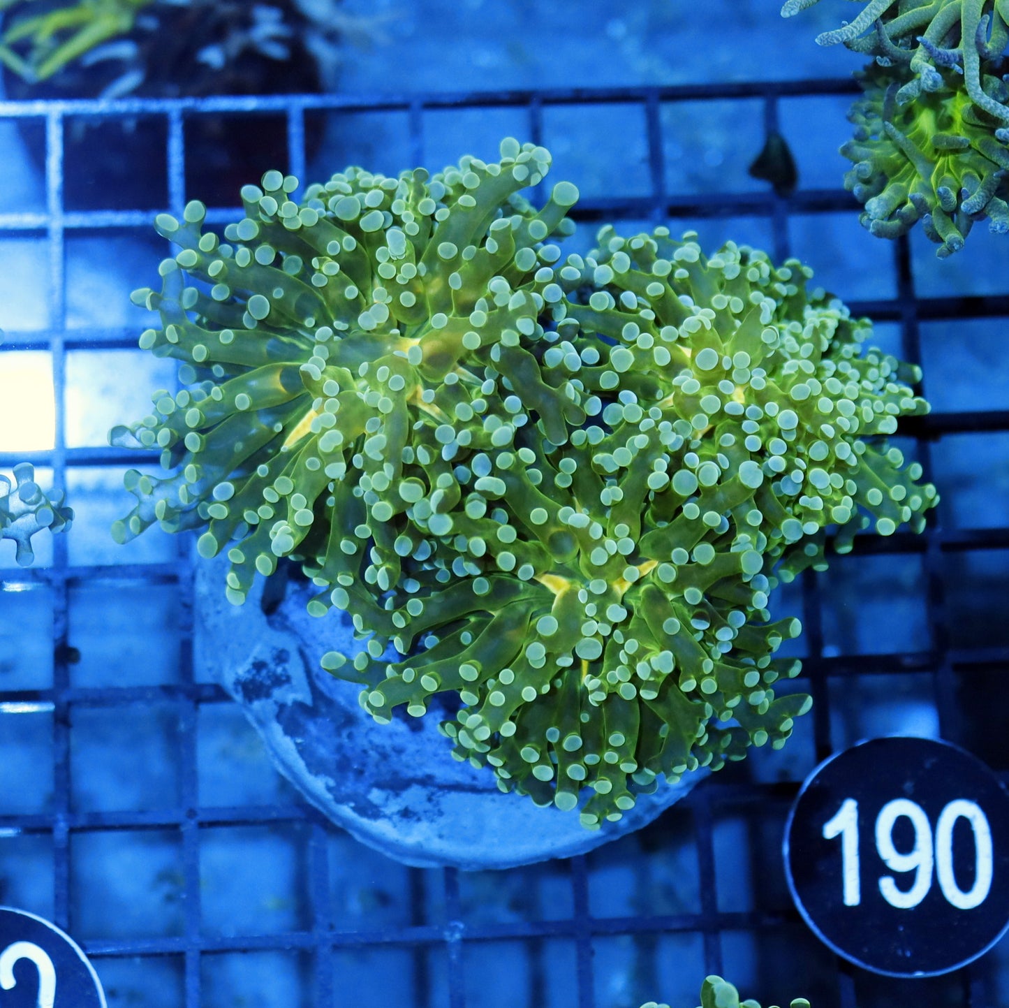 FROGSPAWN BRANCHING BK190