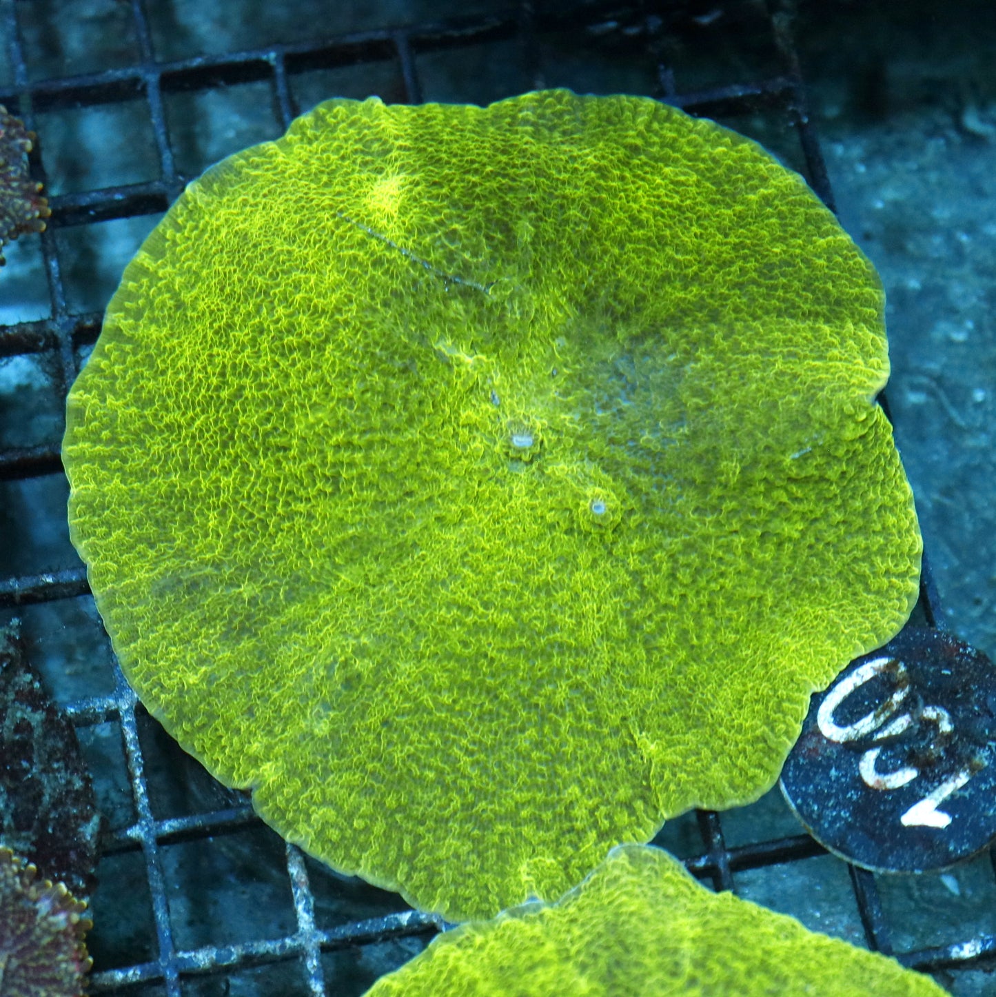 Mushroom Elephant ear Green metallic BK190